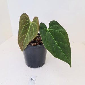 #6 Anthurium 'Velvet Shadow'