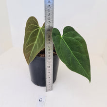 Load image into Gallery viewer, #6 Anthurium &#39;Velvet Shadow&#39;