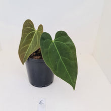 Load image into Gallery viewer, #6 Anthurium &#39;Velvet Shadow&#39;