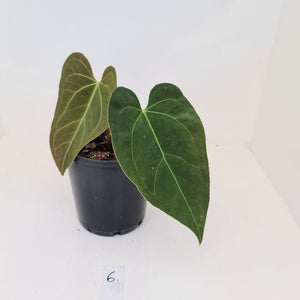 #6 Anthurium 'Velvet Shadow'