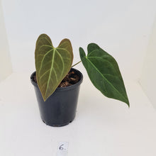 Load image into Gallery viewer, #6 Anthurium &#39;Velvet Shadow&#39;