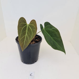 #6 Anthurium 'Velvet Shadow'