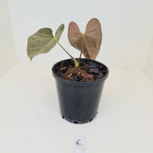 Load image into Gallery viewer, #6 Anthurium &#39;Velvet Shadow&#39;