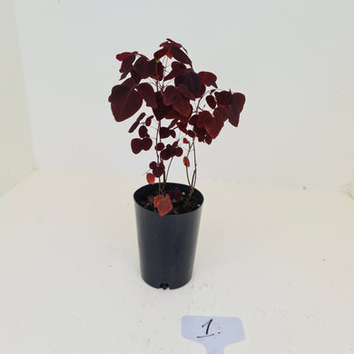 #1 Oxalis Hedysaroides - Fire Fern