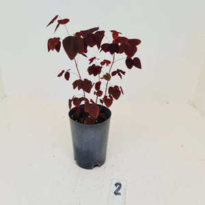 #2 Oxalis Hedysaroides - Fire Fern
