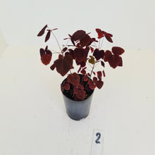 Load image into Gallery viewer, #2 Oxalis Hedysaroides - Fire Fern