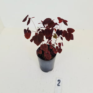 #2 Oxalis Hedysaroides - Fire Fern