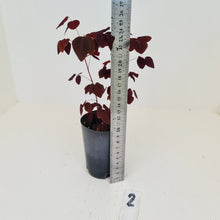 Load image into Gallery viewer, #2 Oxalis Hedysaroides - Fire Fern