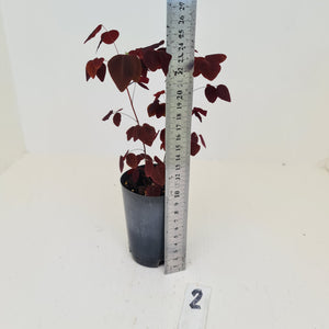 #2 Oxalis Hedysaroides - Fire Fern