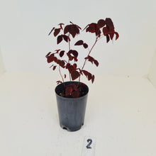 Load image into Gallery viewer, #2 Oxalis Hedysaroides - Fire Fern