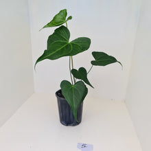 Load image into Gallery viewer, #4 Anthurium Macrolobium x