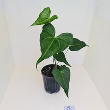 Load image into Gallery viewer, #4 Anthurium Macrolobium x