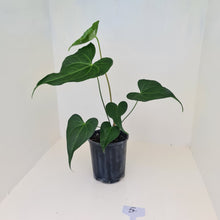 Load image into Gallery viewer, #4 Anthurium Macrolobium x