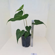 Load image into Gallery viewer, #4 Anthurium Macrolobium x