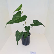 Load image into Gallery viewer, #4 Anthurium Macrolobium x
