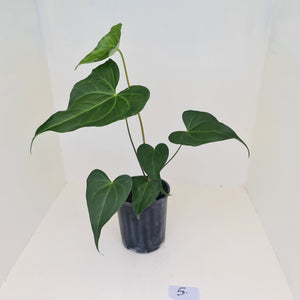 #4 Anthurium Macrolobium x