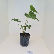 Load image into Gallery viewer, #4 Anthurium Macrolobium x