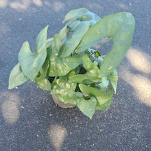 Load image into Gallery viewer, Anthurium Berriozabalense