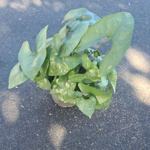 Anthurium Berriozabalense