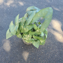 Load image into Gallery viewer, #2 Anthurium Berriozabalense
