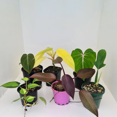 PHILODENDRON PACKAGE - 6 x Plants