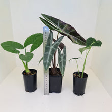 Load image into Gallery viewer, Alocasia Bulb Package - 3 x plants/bulbs