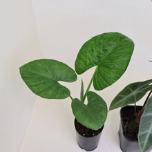 Load image into Gallery viewer, Alocasia Bulb Package - 3 x plants/bulbs