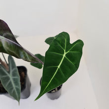 Load image into Gallery viewer, Alocasia Bulb Package - 3 x plants/bulbs