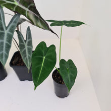 Load image into Gallery viewer, Alocasia Bulb Package - 3 x plants/bulbs