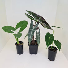 Load image into Gallery viewer, Alocasia Bulb Package - 3 x plants/bulbs