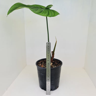 Philodendron Tenue x Plowmanii - Well rooted tip cutting