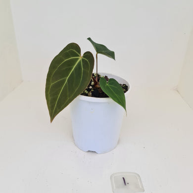 #1 Anthurium 'Velvet Shadow'