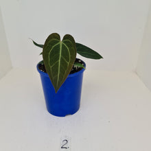 Load image into Gallery viewer, #2 Anthurium &#39;Velvet Shadow&#39; - Multiple heads