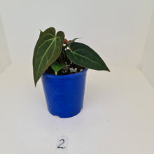Load image into Gallery viewer, #2 Anthurium &#39;Velvet Shadow&#39; - Multiple heads