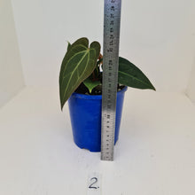 Load image into Gallery viewer, #2 Anthurium &#39;Velvet Shadow&#39; - Multiple heads