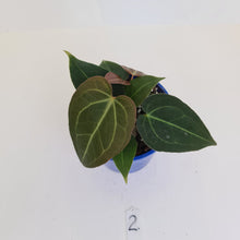 Load image into Gallery viewer, #2 Anthurium &#39;Velvet Shadow&#39; - Multiple heads