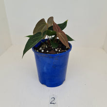 Load image into Gallery viewer, #2 Anthurium &#39;Velvet Shadow&#39; - Multiple heads