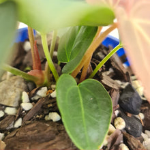 Load image into Gallery viewer, #2 Anthurium &#39;Velvet Shadow&#39; - Multiple heads