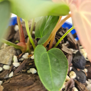 #2 Anthurium 'Velvet Shadow' - Multiple heads
