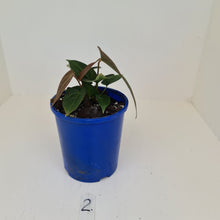 Load image into Gallery viewer, #2 Anthurium &#39;Velvet Shadow&#39; - Multiple heads