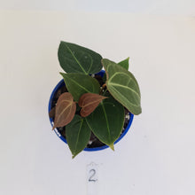 Load image into Gallery viewer, #2 Anthurium &#39;Velvet Shadow&#39; - Multiple heads
