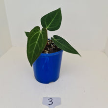 Load image into Gallery viewer, #3 Anthurium &#39;Velvet Shadow&#39;