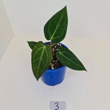 Load image into Gallery viewer, #3 Anthurium &#39;Velvet Shadow&#39;