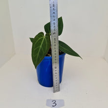 Load image into Gallery viewer, #3 Anthurium &#39;Velvet Shadow&#39;