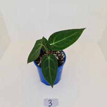 Load image into Gallery viewer, #3 Anthurium &#39;Velvet Shadow&#39;