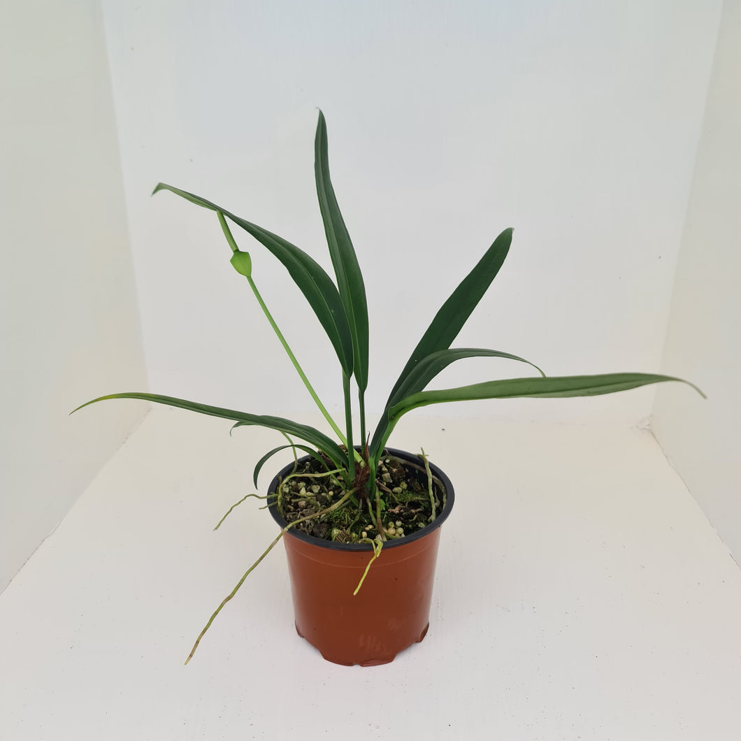 Anthurium Bakeri