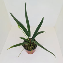 Load image into Gallery viewer, Anthurium Bakeri