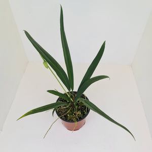 Anthurium Bakeri