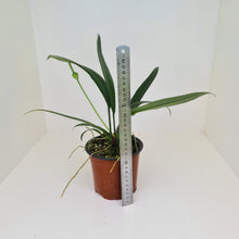 Load image into Gallery viewer, Anthurium Bakeri