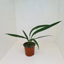 Load image into Gallery viewer, Anthurium Bakeri